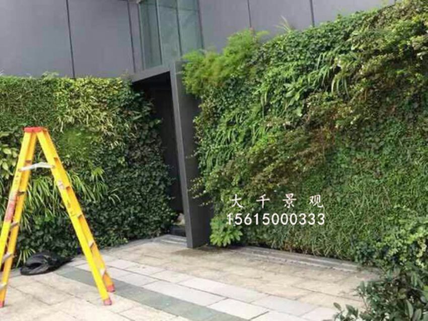 點(diǎn)擊查看詳細(xì)信息<br>標(biāo)題：綠植墻 閱讀次數(shù)：1314